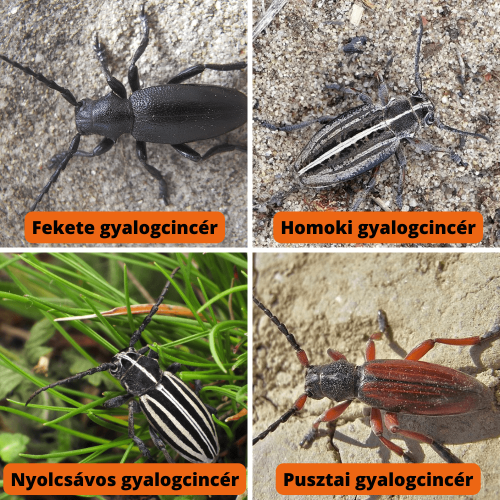 gyepkártevők