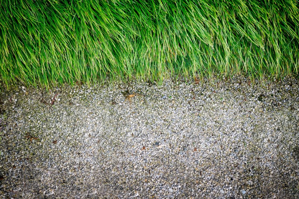 Grass