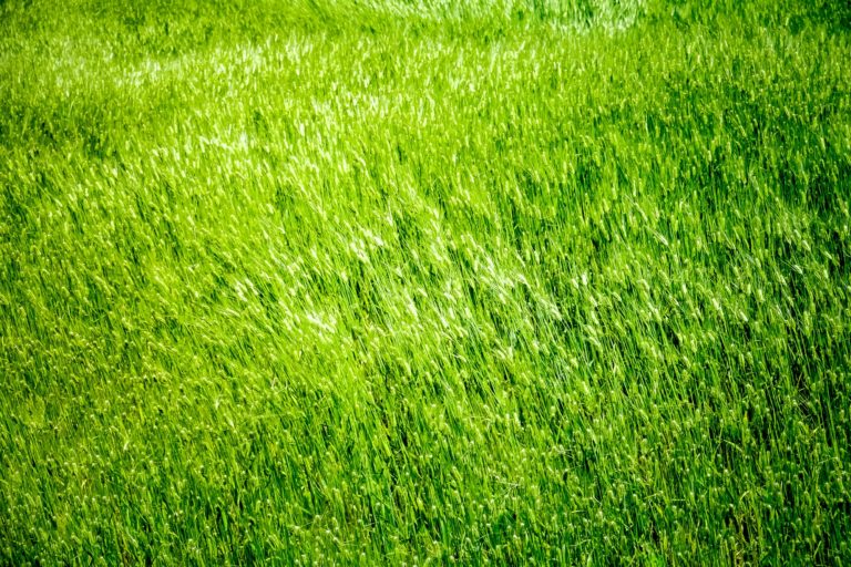 grass background