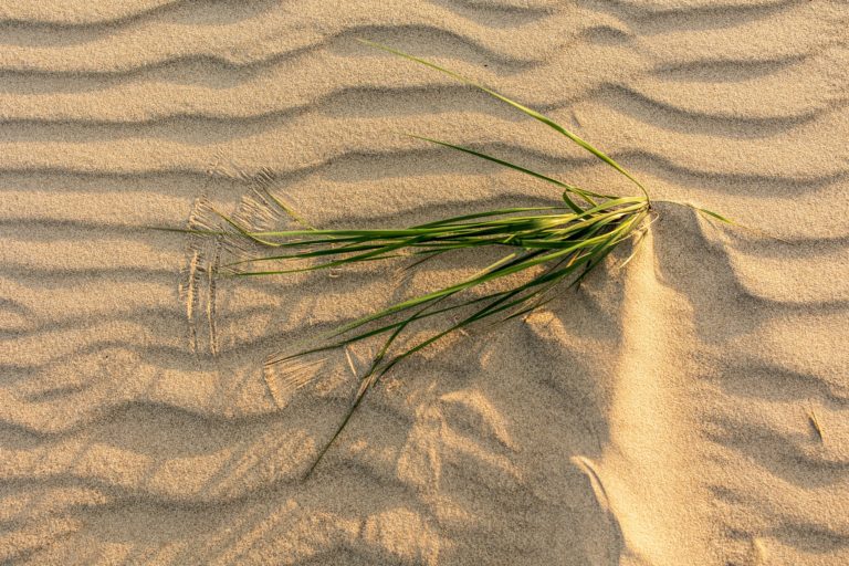 grass on wavy sea sand background, top view