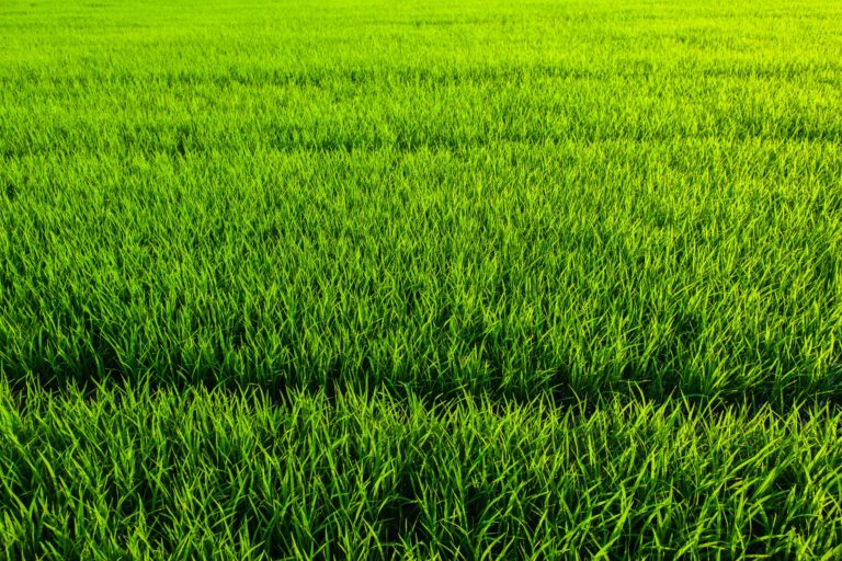 grass texture background