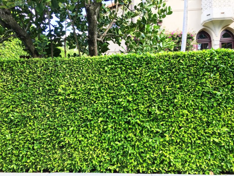 Hedges