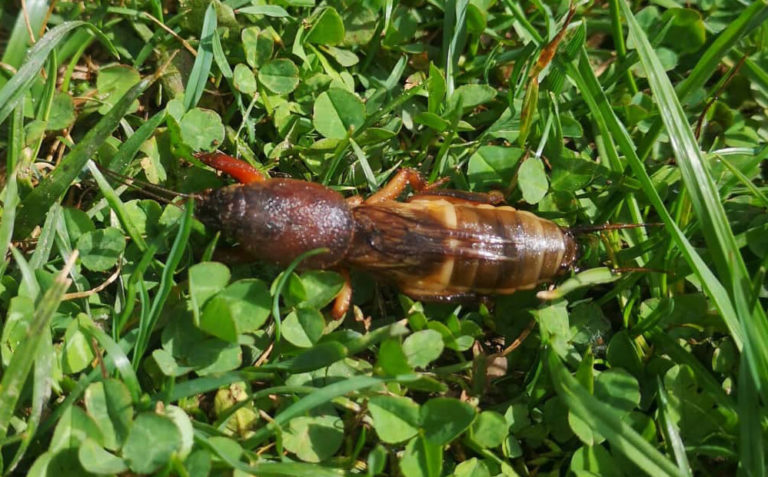 lóbogár
