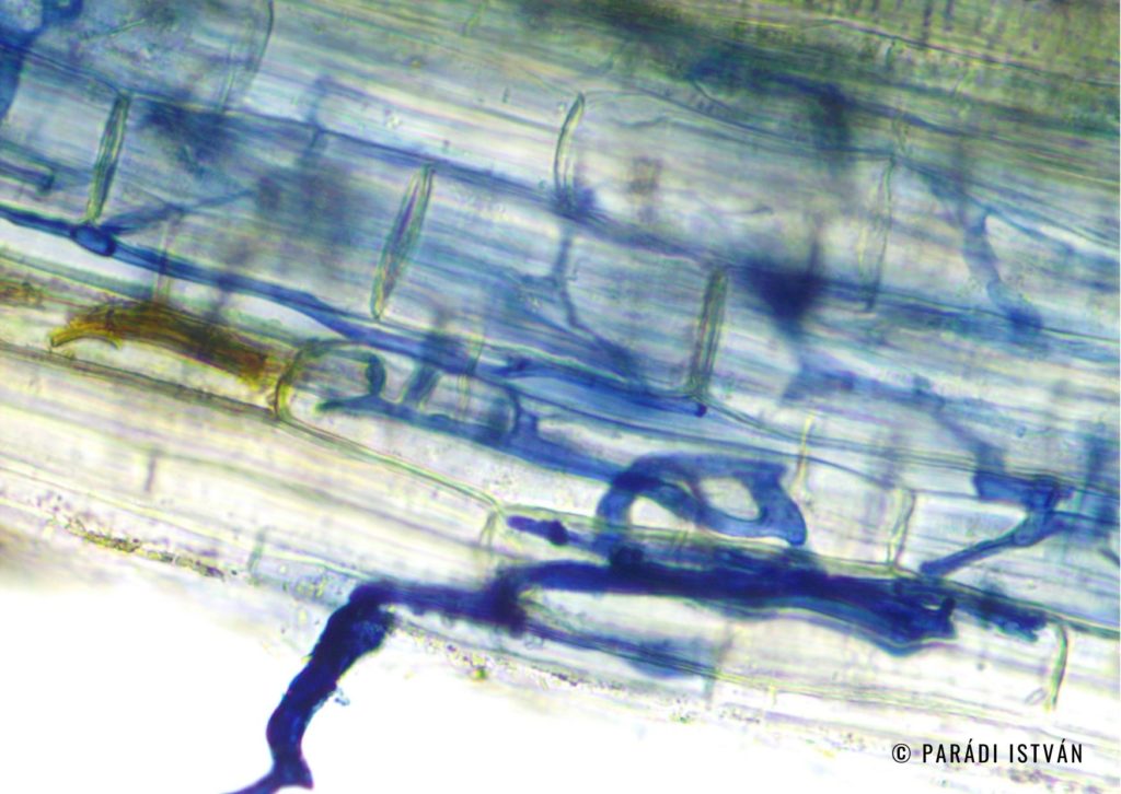 mikorrhiza 